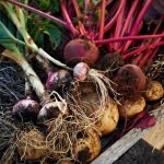 Burnside Organic Farm 4 021 STOCK Margaret River Burnside Organics 20121112