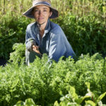 Burnside Organic Farm 5 07 20171122 BURNSIDE ORGANIC FARM Avocados Jema in the Garden new Signage