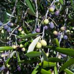 Uralba Eco Farm 2 11267456 10207696413751123 1871630612 o