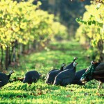 Cape Grace Wines 4 Guinea Fowl in vineyard Cape Grace