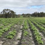 Peter Horne's certified organic fruits and vegetables 3 7GWkuSyXSCa21UT2TkX87Q