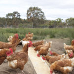 Peter Horne's certified organic fruits and vegetables 7 PH Farm2