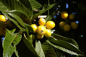 Traudel's Loquat and Apricot chutney 2 end of year 1rst jan15 106