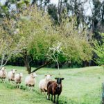 Cambray Sheep Cheese 18 Nannup PhotoElementsMR 71