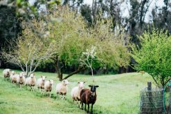 Cambray Sheep Cheese 16 Nannup PhotoElementsMR 71