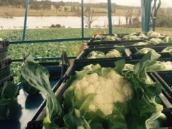 Manjimup Fruit & Veg