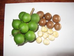 Treeton Valley Macadamias