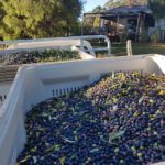 Karridale Olive Farm 6 IMG 3698