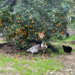 The Local Squeeze - Juice Bar 3 localsqueeze juice bar farmers market