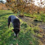Margaret River Gourmet Truffles 3 Nellie the truffle dog