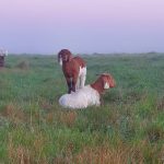 Rosa's Ridge 5 118332898 1633893416770820 6966845363575297338 o