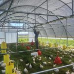 Rosa's Ridge 3 246666980 1956838061143019 308675498103399385 n