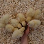 Rosa's Ridge 7 DSCF2222