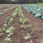 Margaret River Farm Direct 7 581C79CC FBEF 4FFF BD97 A47189D2CB61 1 201 a