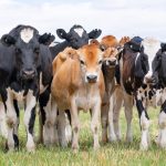 The Cheeky Cow 2 IMG 4987