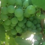 White Grapes