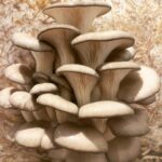 Margaret River Mushrooms WA 2 5F3012DA 680C 49B8 8C38 59DBF4069C8E