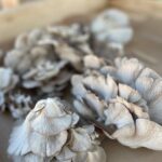 Margaret River Mushrooms WA 7 IMG 1866