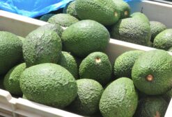 Curly Creek Avocados