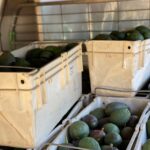 Curly Creek Avocados 3 fullsizeoutput 60ef